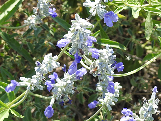 Salvia farinacea (Mealy Blue Sage)