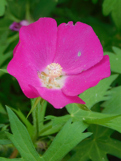 Callirhoe involucrata (Purple Poppy Mallow)