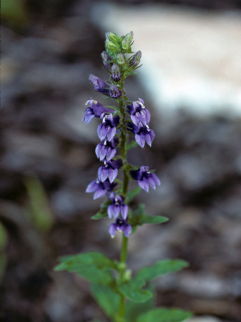 Lobelia siphilitica (Blue Cardinal Flower)