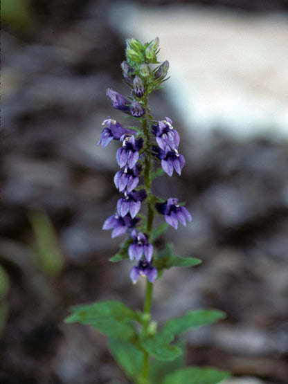 Lobelia siphilitica (Blue Cardinal Flower)