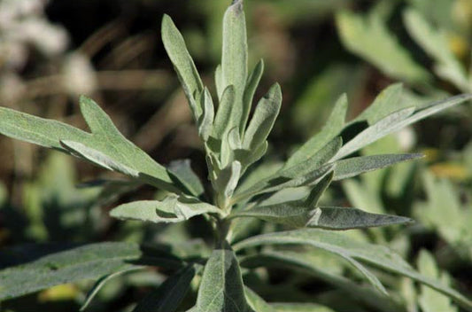 Artemisia ludoviciana (Prairie Sage)