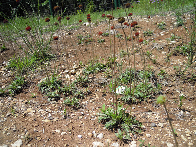 Gaillardia suavis (Pincushion Daisy)