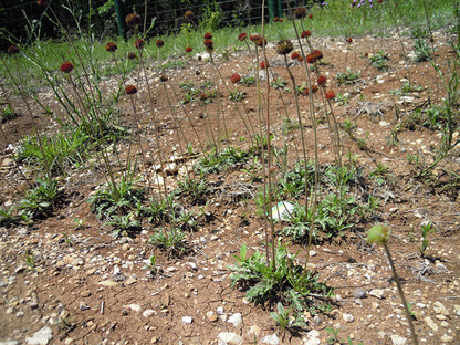 Gaillardia suavis (Pincushion Daisy)