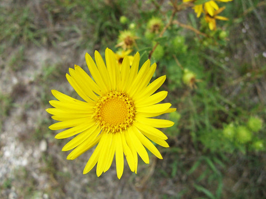 Grindelia lanceolata (Narrowleaf Gumweed)