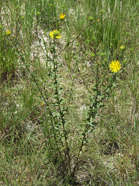 Grindelia lanceolata (Narrowleaf Gumweed)