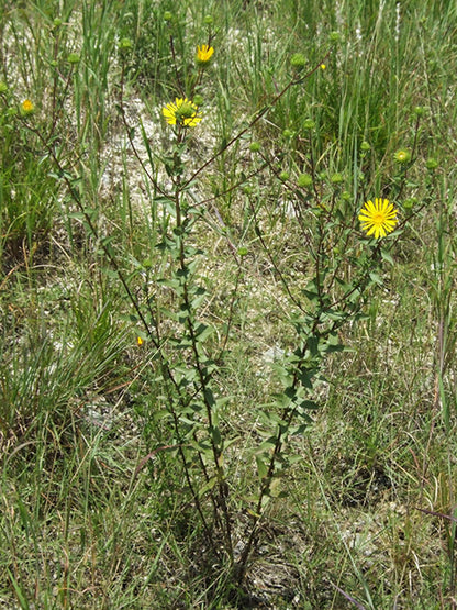 Grindelia lanceolata (Narrowleaf Gumweed)