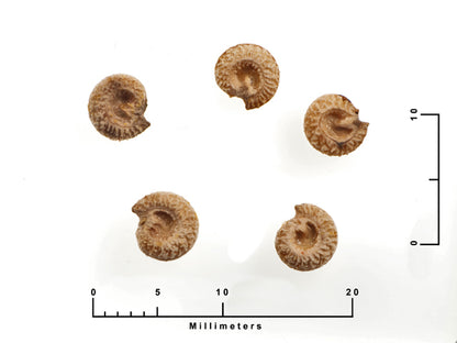 Cocculus carolinus (Carolina Snailseed)