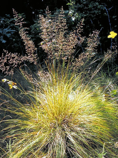Sporobolus heterolepis (Prairie Dropseed)
