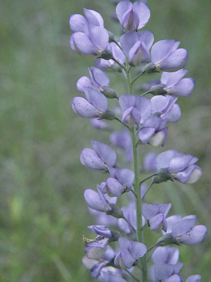 Baptisia australis (Blue Wild Indigo)