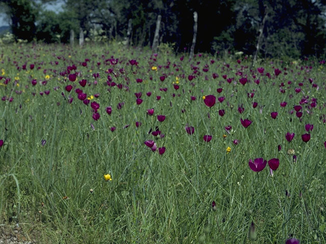 Callirhoe involucrata (Purple Poppy Mallow)
