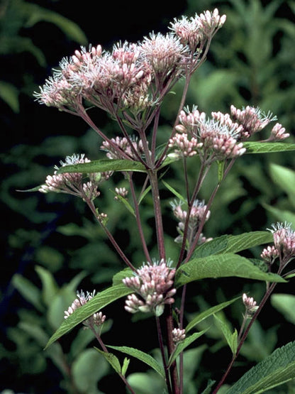 Eutrochium purpureum (Sweet Joe-Pye Weed)
