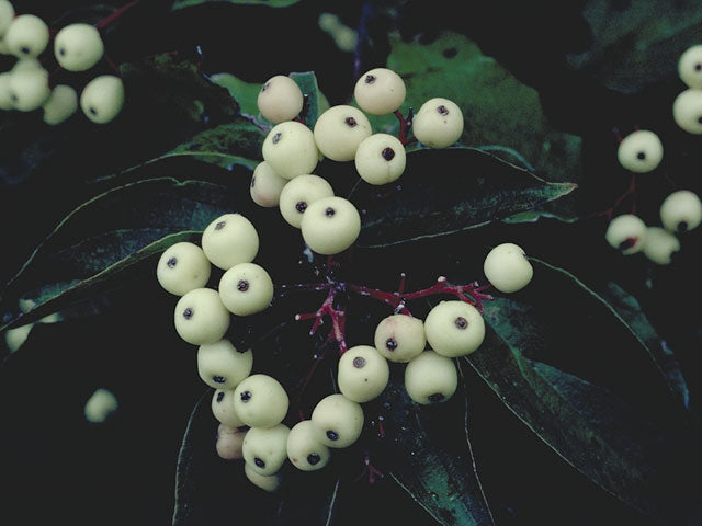 Cornus drummondii (Roughleaf Dogwood)