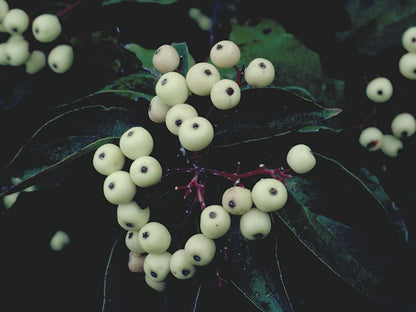 Cornus drummondii (Roughleaf Dogwood)