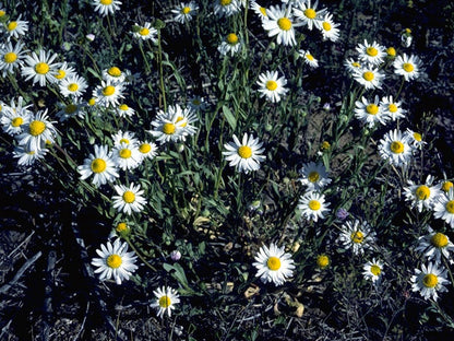 Boltonia asteroides (False Aster)