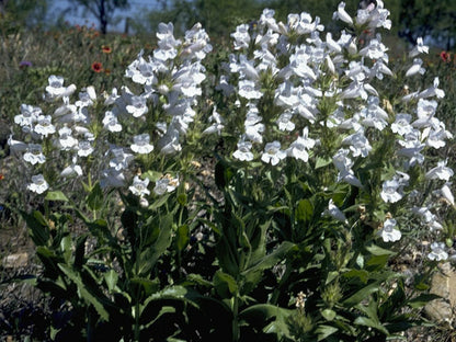 Penstemon digitalis (Foxglove Beardtongue)