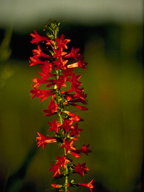 Ipomopsis rubra (Standing Cypress)
