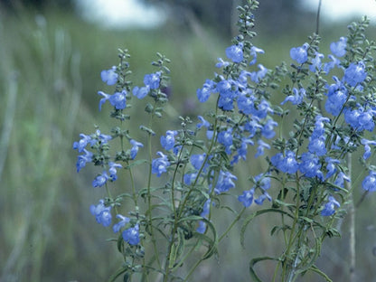 Salvia azurea (Pitcher Sage)