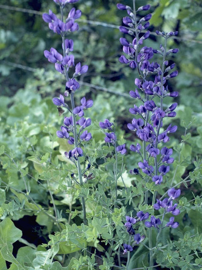 Baptisia australis (Blue Wild Indigo)