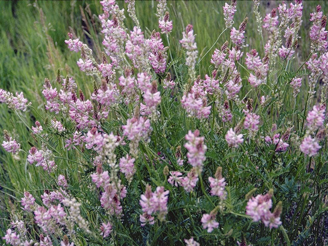 Desmodium canadense (Showy Tick Trefoil)