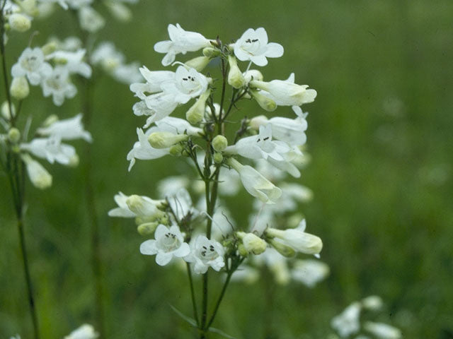 Penstemon digitalis (Foxglove Beardtongue)