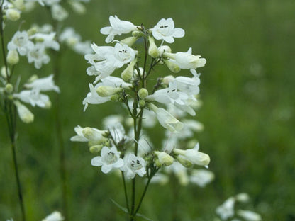 Penstemon digitalis (Foxglove Beardtongue)