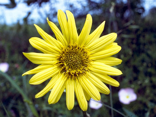 Helianthus mollis (Ashy Sunflower)