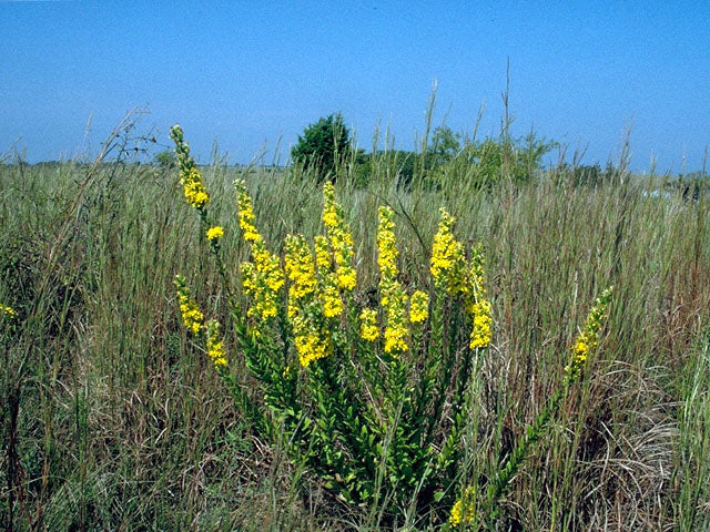 Solidago rigida (Stiff Goldenrod)