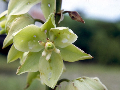 Yucca glauca (Soapweed Yucca)