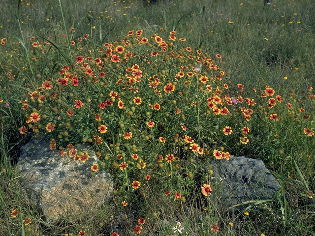 Gaillardia pulchella (Indian Blanket)