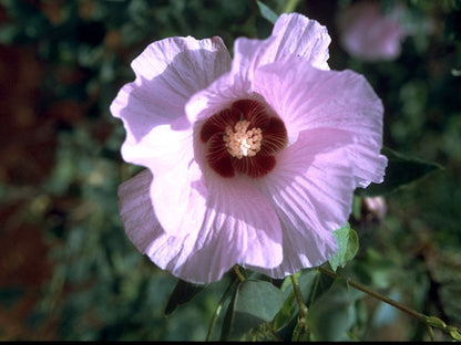 Hibiscus laevis (Halberd Leaf Hibiscus)