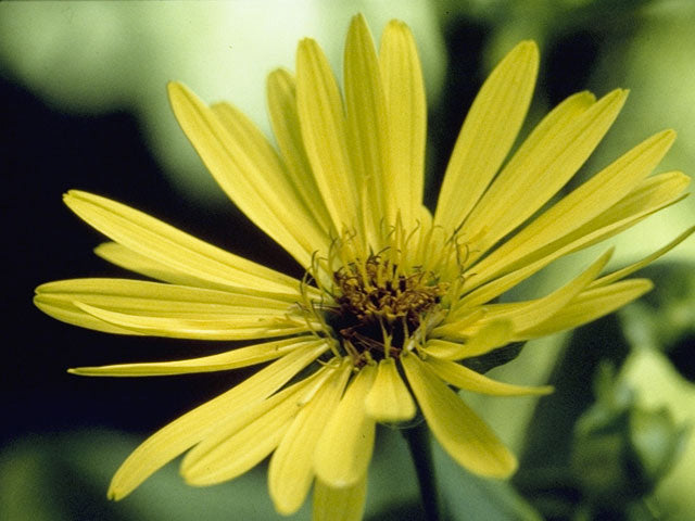 Silphium integrifolium (Rosinweed)