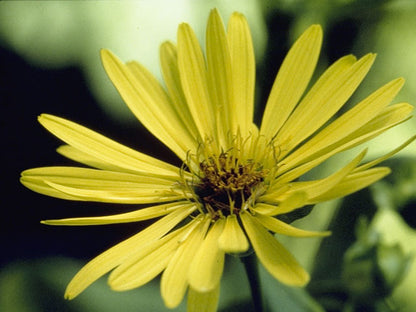 Silphium integrifolium (Rosinweed)