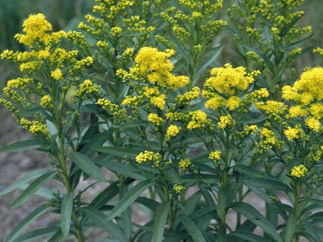 Solidago rigida (Stiff Goldenrod)