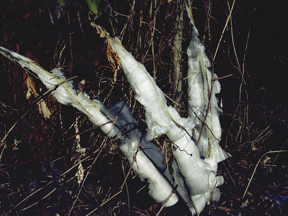 Verbesina virginica (Frostweed)