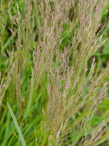 Agrostis hyemalis (Winter Bentgrass, Ticklegrass)