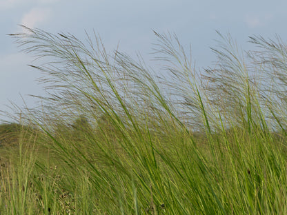 Panicum virgatum (Switchgrass)