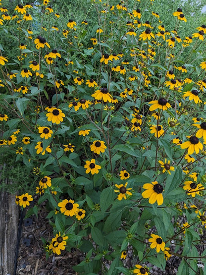 Brown-Eyed Susan (Rudbeckia triloba)