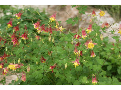 Aquilegia canadensis (Columbine)