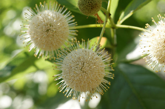 Cephalanthus occidentalis (Buttonbush)