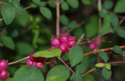 Symphoricarpos orbiculatus (Coralberry)