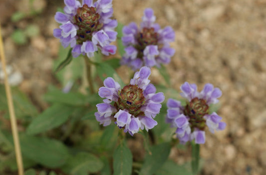Prunella vulgaris (Common Self-Heal)