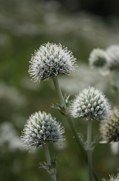 Eryngium yuccifolium (Rattlesnake Master)