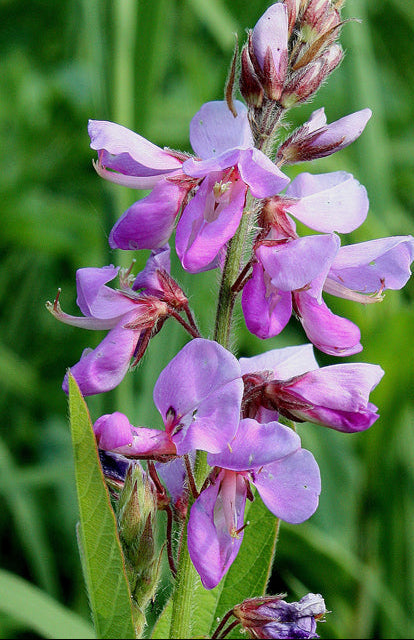 Desmodium canadense (Showy Tick Trefoil)