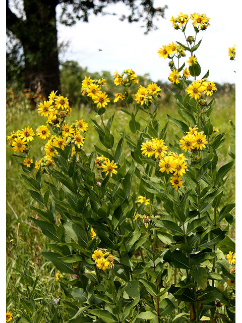 Silphium integrifolium (Rosinweed)