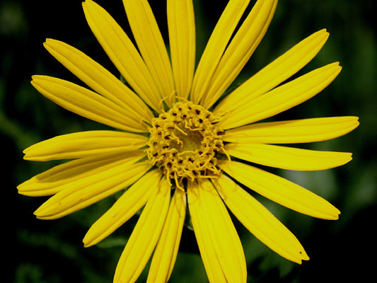 Silphium laciniatum (Compass Plant)