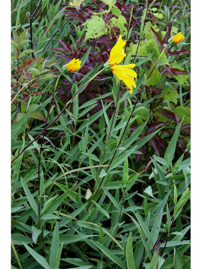 Helianthus pauciflorus (Stiff Sunflower)