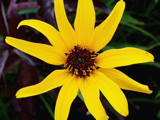 Helianthus pauciflorus (Stiff Sunflower)