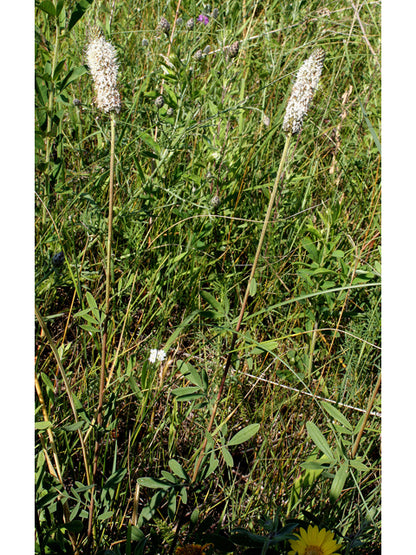 Dalea candida (White Prairie Clover)