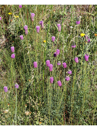 Dalea purpurea (Purple Prairie Clover)