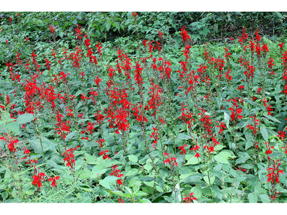 Lobelia cardinalis (Cardinal Flower)